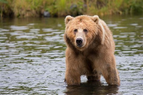 Wildlife Safety in Mammoth Lakes - ASO Mammoth