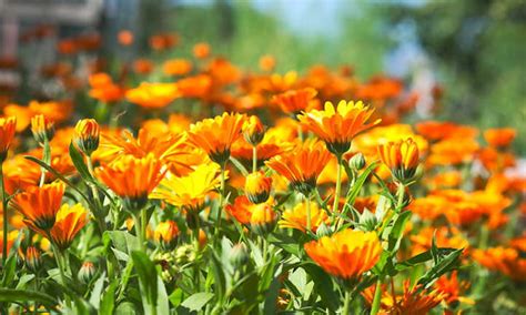 Growing Calendula: Bold, Brilliant Edible Flowers - Epic Gardening