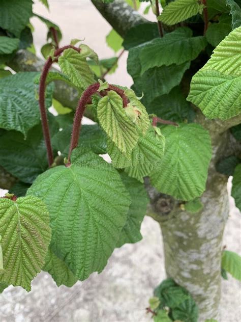 Hazelnuts Growing in a Hazelnut Orchard in the Willamette Valley of Oregon Stock Photo - Image ...