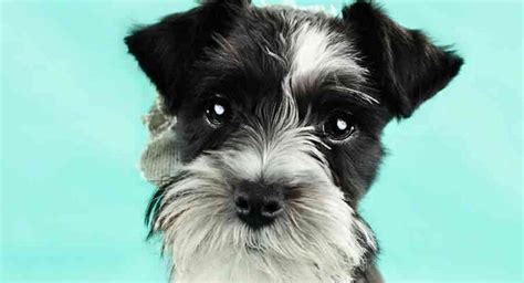 Parti Miniature Schnauzer - Is It The Patchy Dog For You?