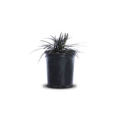 Black Mondo Grass | Landscape Plant Source : Landscape Plant Source