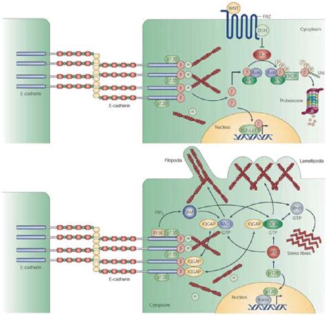 6 E-cadherin and Wnt signaling pathways. a After loss of epithelial ...