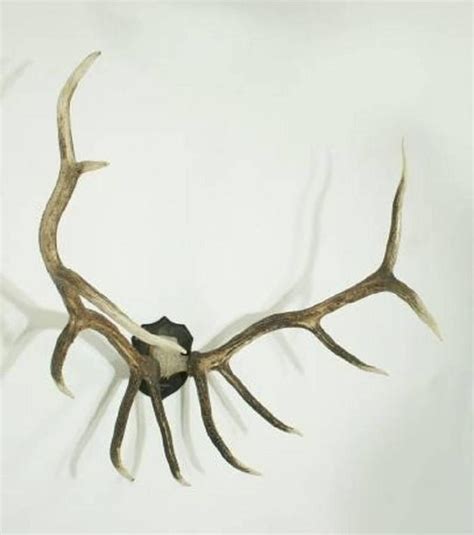 Taxidermy, Wapiti Antlers at 1stdibs