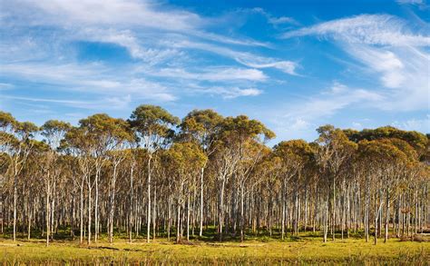 Eucalyptus | Description, Major Species, & Uses | Britannica