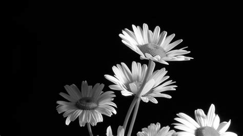 Black and White Flower Wallpapers - Top Free Black and White Flower ...