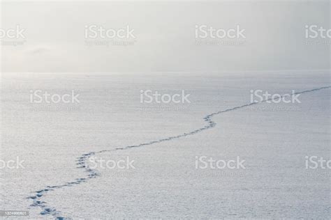 Wildlife Footprints On The Snow Stock Photo - Download Image Now - Snowfield, Animals In The ...