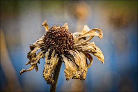 Last days of fall