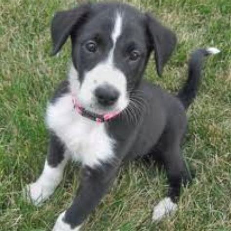 The dog i want!! A Border collie/Boxer mix! | Collie puppies, Puppy mix ...