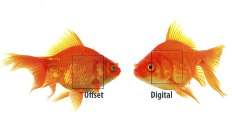 Offset vs Digital Printing - Design Printing Ideas