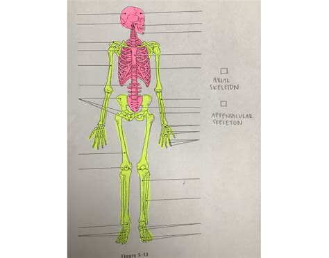 Axial/Appendicular Skeleton Quiz