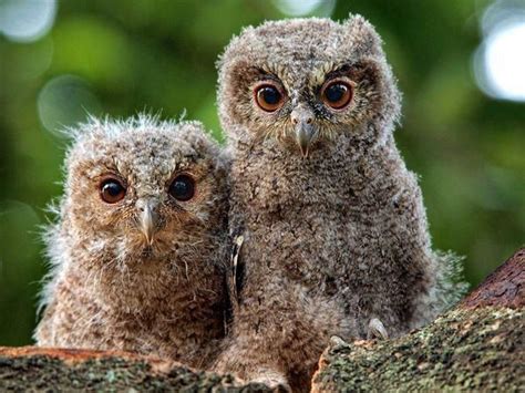 Short-eared Owl Facts, Distribution, Habitat, Call, Pictures)