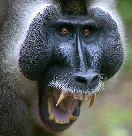 180 best Baboon/Mandrill images on Pinterest