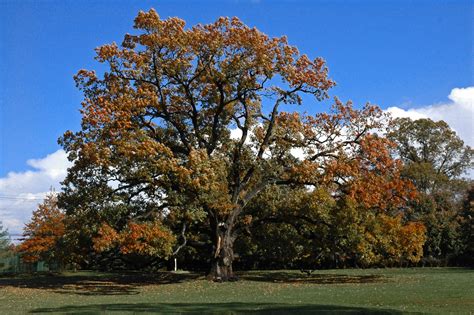 File:Old oak tree in Florham Park NJ.jpg - Wikipedia