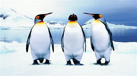 HD wallpaper: penguin beautiful desktop, group of animals, cold ...