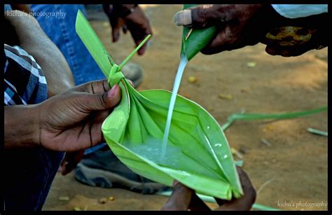 Palm wine...! (Toddy) | Palm wine also called palm toddy als… | Flickr