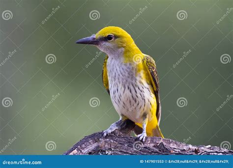 Golden Oriole Female in Natural Habitat Oriolus Oriolus Stock Image - Image of feather, female ...