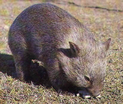 About animals: Wombat