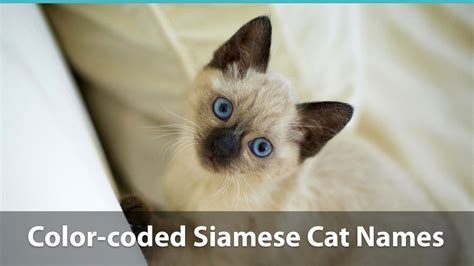 Top 120+ Siamese Cat Names