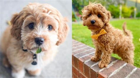 Poodle Mixes - Top 21 Most Popular Poodle Mix Dog Breeds