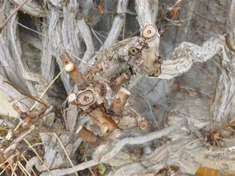 Worcester College Gardeners 2009-2018: Pruning 'Campsis radicans' (Trumpet Vine)