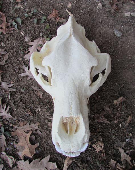 Huge Coastal Alaskan Grizzly Brown Bear Skull Replica - Etsy