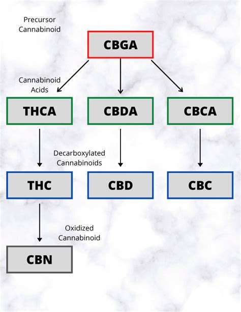 Cannabis 101 - Still River Wellness