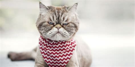 10 Subtle Signs Your Cat Is Frustrated - Cats.com