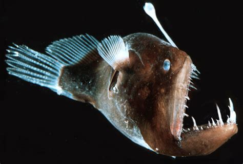 The Deep Sea Anglerfish - Bioluminescence