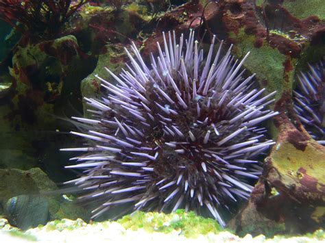 Images of Urchin - JapaneseClass.jp