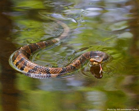 Interesting facts about cottonmouth snakes (water moccasins) | Just Fun ...