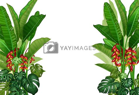 Tropical Ivy Plant and Flower in White Background Cartoon by sujono ...