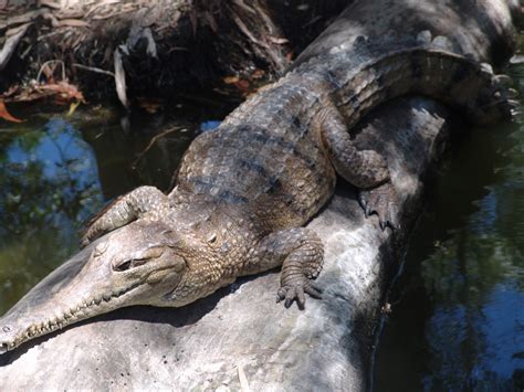 Sakepedia: Australian freshwater crocodile