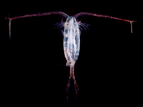 Copepods - Learn About Nature