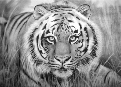 Tigre - Grafito- by mseika on DeviantArt