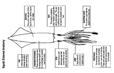 Internal Squid Anatomy - Anatomy Reading Source