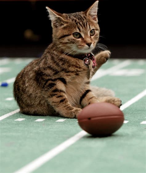 Could GAC Take Over 'Kitten Bowl' Now That Hallmark Axed It?