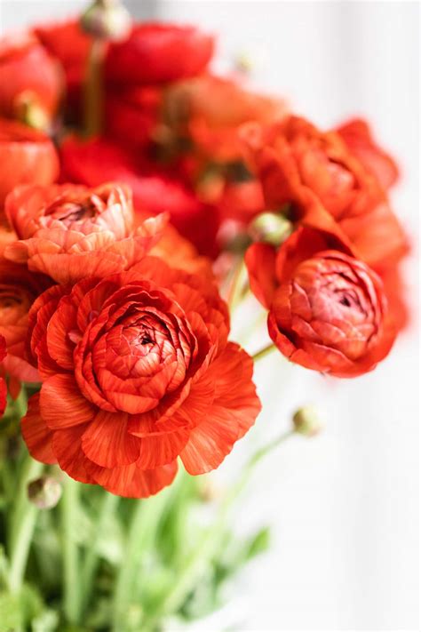 How to Plant Ranunculus Bulbs - Planting, Growing, and Storing