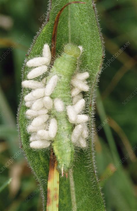 Parasitic wasp larvae on caterpillar - Stock Image - Z345/0158 ...