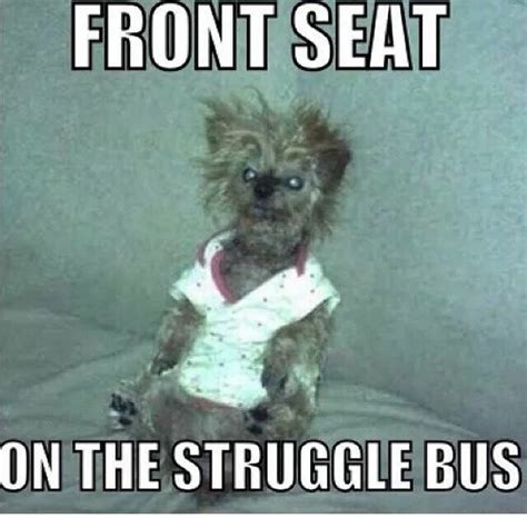 Struggle bus | Funny animal memes, Funny animal pictures, Cute funny animals