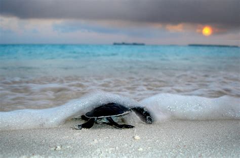 Sea Turtle Hatching in Maldives 2024 - Rove.me