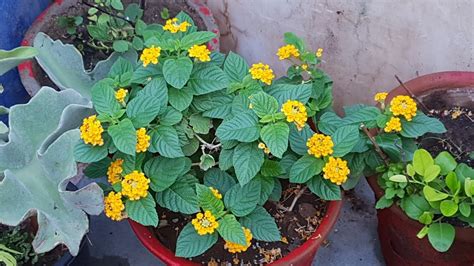 Lantana - Beautiful Flowering Plant || Care and Propagation of Lantana ...