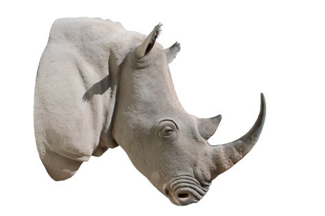 Rhinoceros PNG Picture | PNG Mart