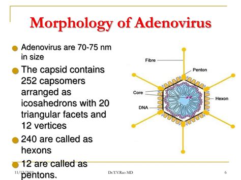 PPT - ADENOVIRUS PowerPoint Presentation, free download - ID:853325