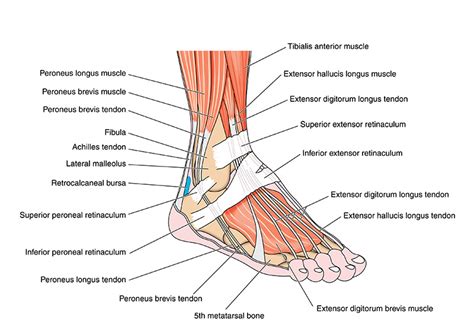 Ankle Pain Treatment in Arizona - Phoenix, Scottsdale, Peoria