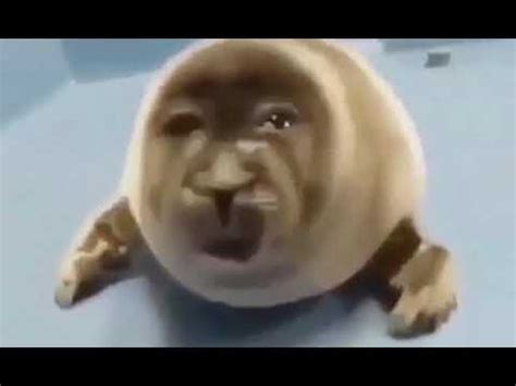 sad seal meme - YouTube