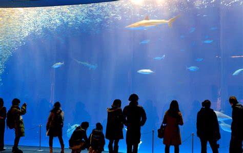 Port of Nagoya Public Aquarium | Aichi Attractions | Travel Japan | JNTO