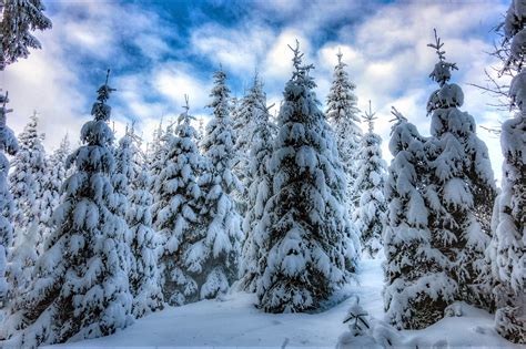 Download Pine Tree Forest Snow Nature Winter HD Wallpaper