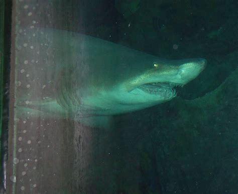 Shark at Boston Aquarium: A Fascinating Underwater Encounter