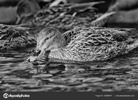 Ducks swimming in winter pond — Stock Photo © xload #142869791