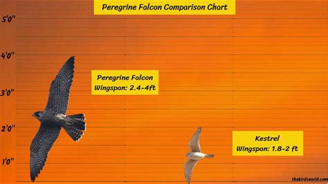 Peregrine Falcon Size: How Big Are They Compared To Others